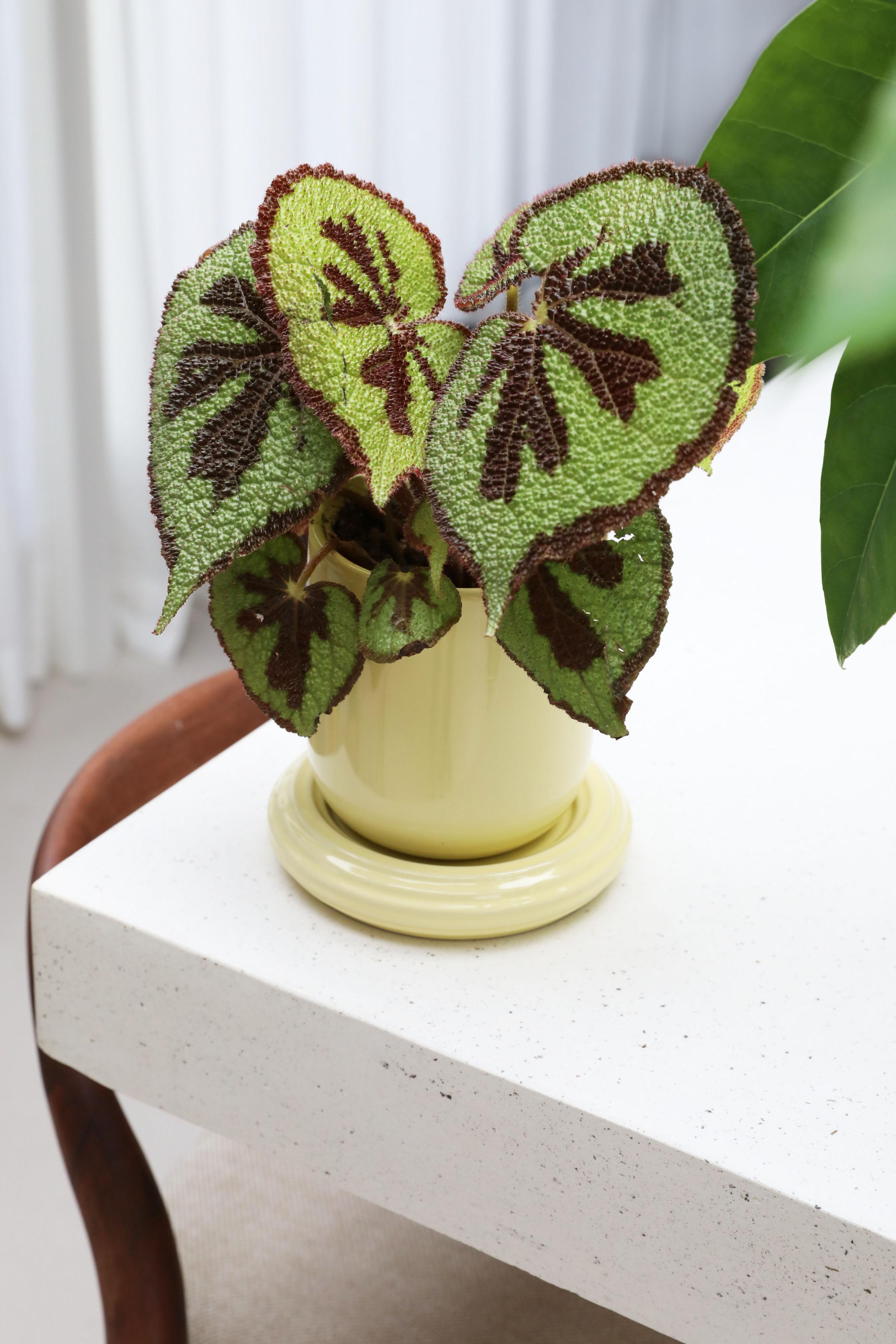 Květináč CHURROS žlutý