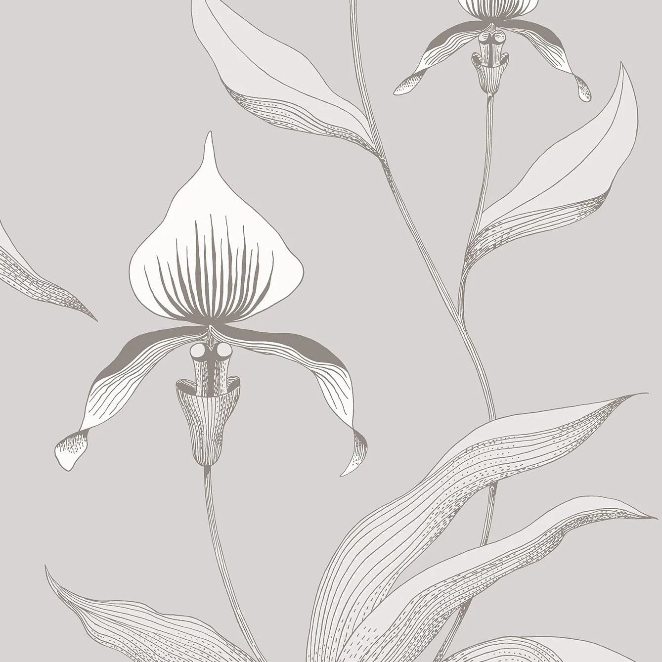 Wallpaper with a plant motif of orchid flowers CONTEMPORARY COLLECTION - ORCHID white with gray