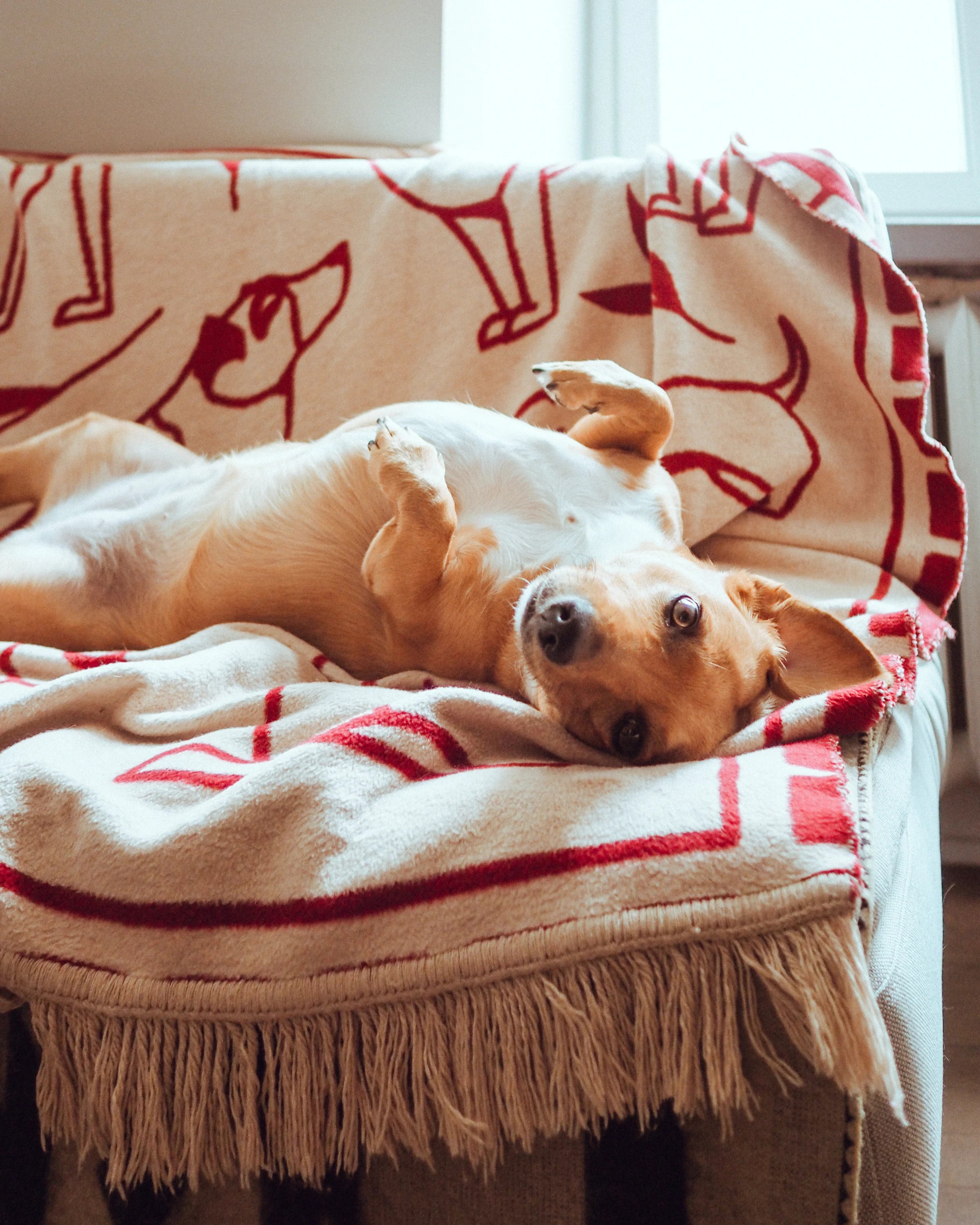 Koc PAWFECT pískový béžový a bordový