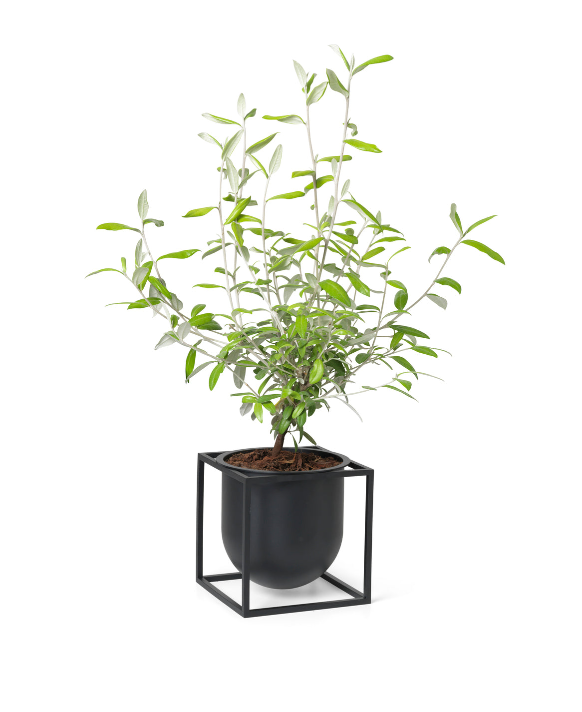 KUBUS black planter