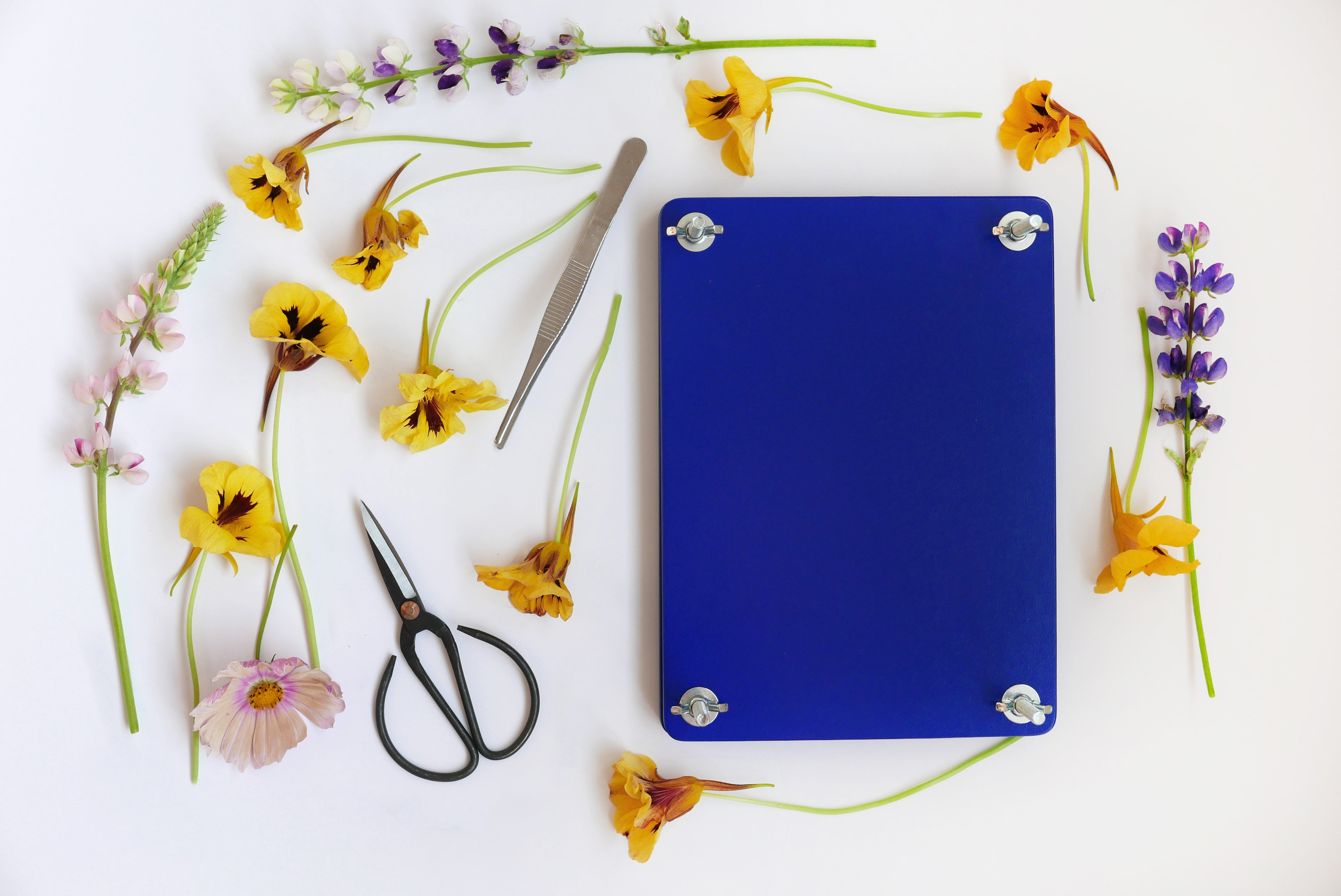 Sada na sušení květin FLOWER PRESS SET modrá